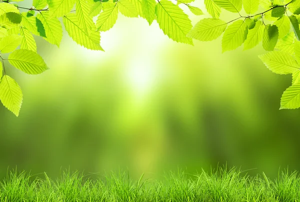 Green leaves background — Stock Photo, Image