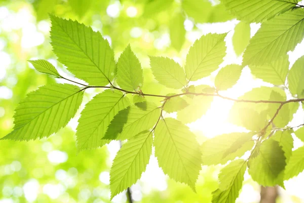 Zelené listy v lese — Stock fotografie