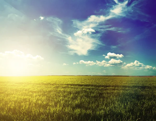 Primavera el campo en la puesta del sol — Foto de Stock