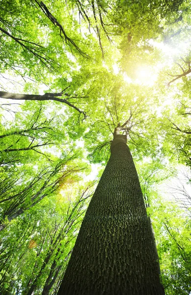 Yeşil ormandaki ağaçlar — Stok fotoğraf
