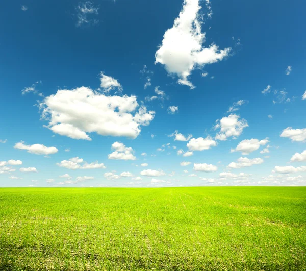 Groen veld met blauwe hemel — Stockfoto