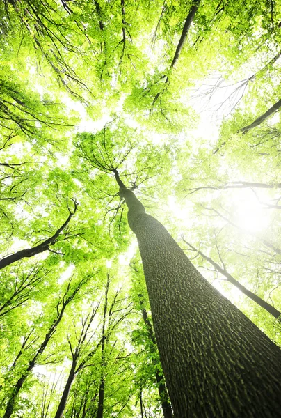 Träd i den gröna skogen — Stockfoto