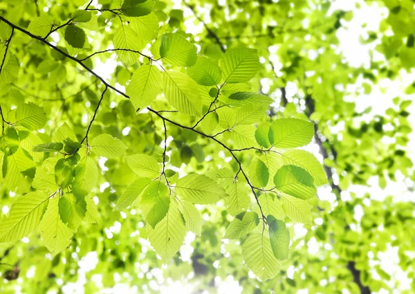 Latar belakang daun hijau — Stok Foto