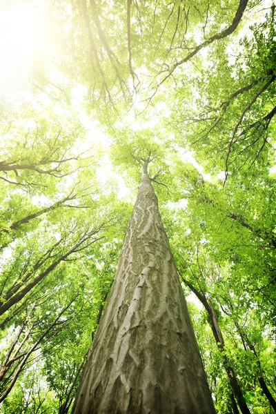 Träd i den gröna skogen — Stockfoto