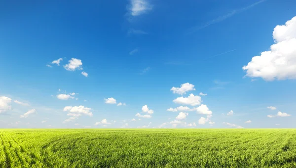 Green field with blue heaven — Stock Photo, Image