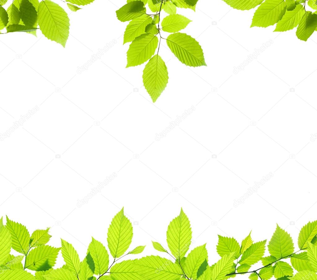 Ramos com borda de folhas — Foto © Olegkalina #77700020, image size:1023x904