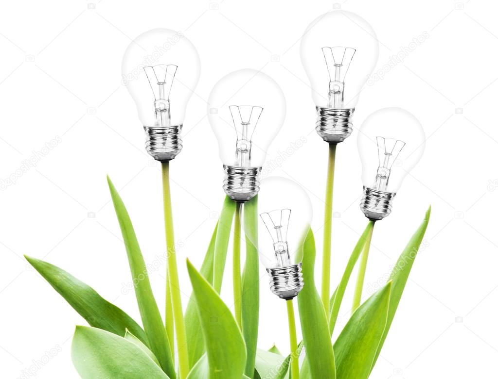 tulips with lamp bulbs