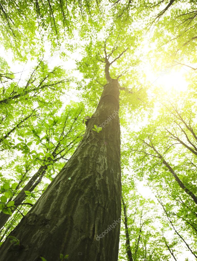 trees in the green forest