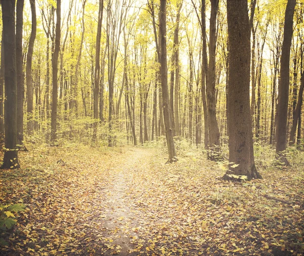 Morgon i höst skog — Stockfoto