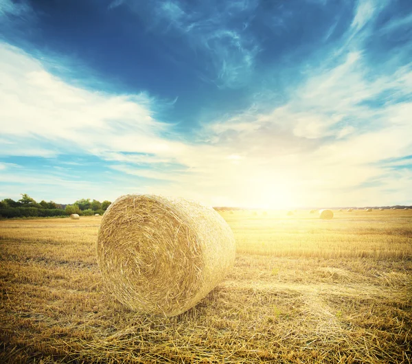 Hay rolls on meadow in field — Stock Photo, Image