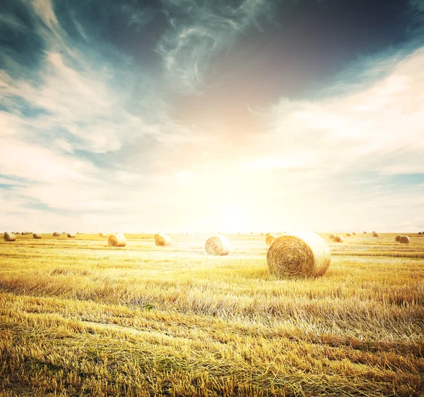 Hay rolls on meadow in field — Stock Photo, Image