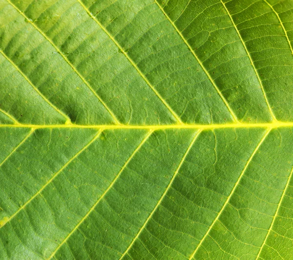 yeşil yaprak dokusu