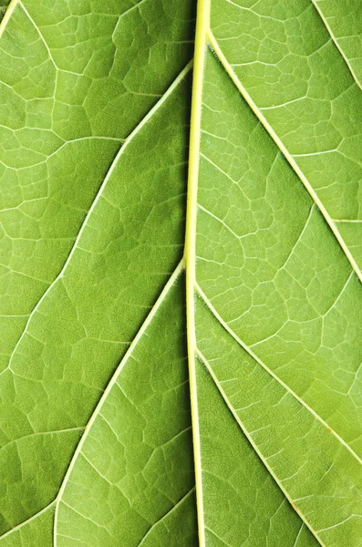 Textura da folha verde — Fotografia de Stock