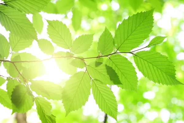 Green leaves in forest — Stock Photo, Image