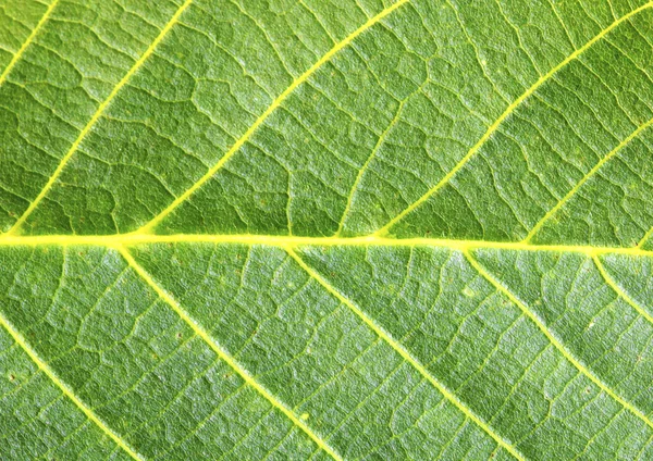 Textura da folha verde — Fotografia de Stock