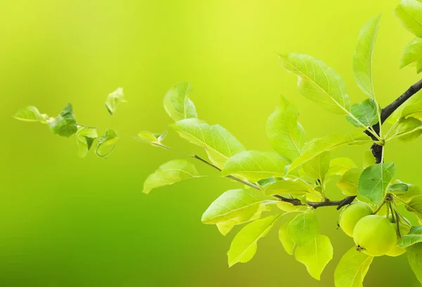 Green leaves in forest — Stock Photo, Image