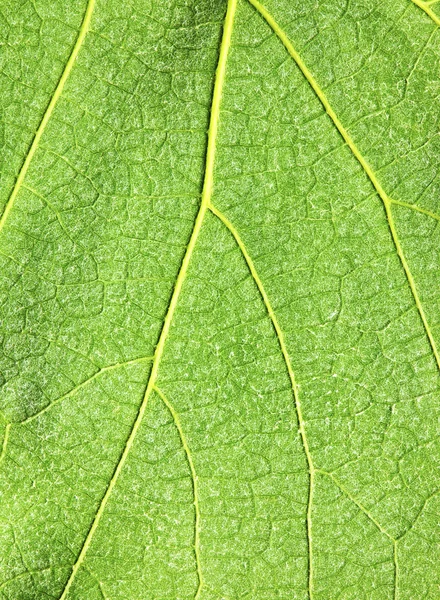 Textura da folha verde — Fotografia de Stock