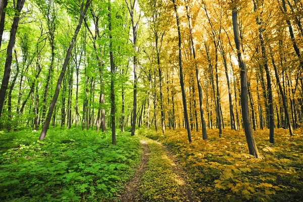 Zomer en herfst bos — Stockfoto