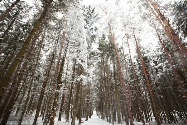 Arbres enneigés en forêt — Photo