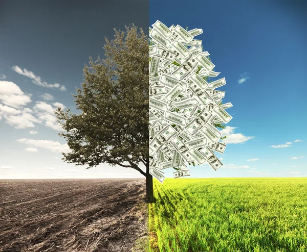 Money tree with bills — Stock Photo, Image