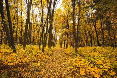 sonbahar altın orman