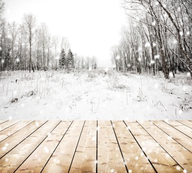 Snowy orman ağaçlarında