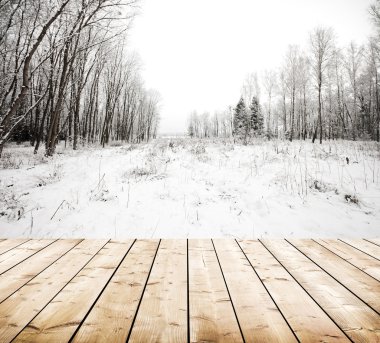 Snowy orman ağaçlarında