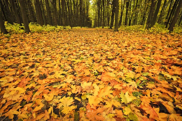 autumn golden forest