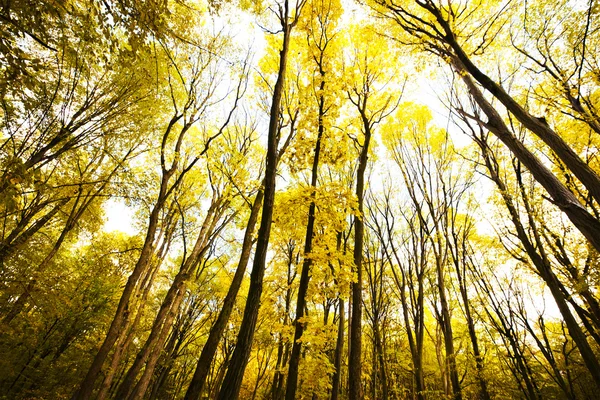 Autunno foresta dorata — Foto Stock