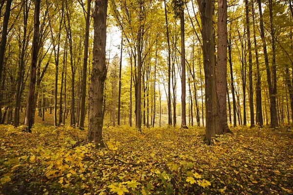 Autunno foresta dorata — Foto Stock
