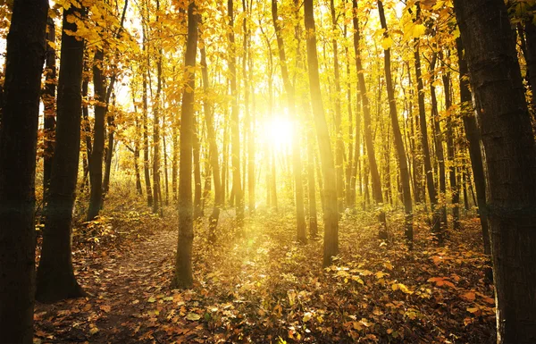 Autumn golden forest — Stock Photo, Image