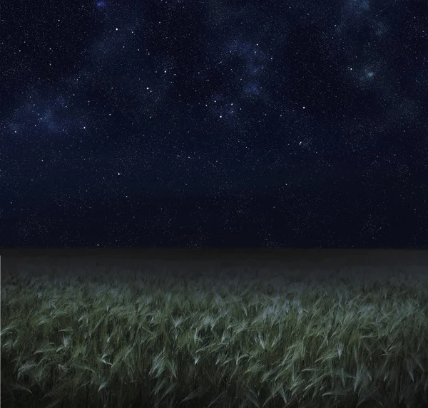 Night spring field — Stock Photo, Image