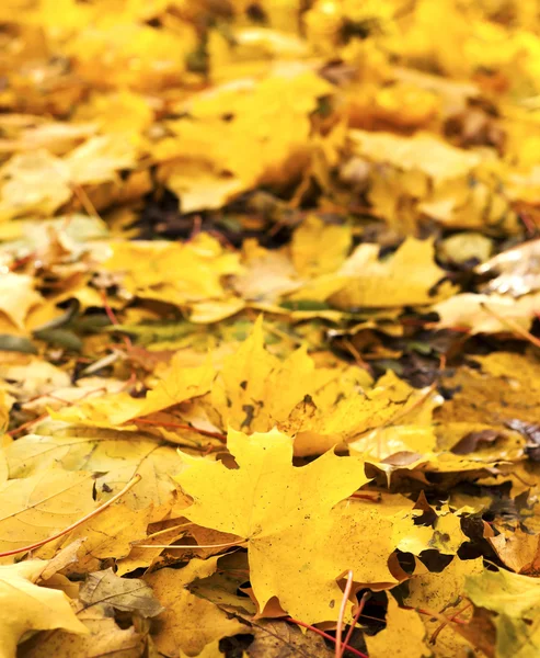 Herbstgelbe Blätter — Stockfoto