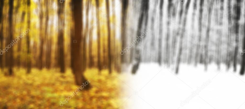 autumn and winter forest