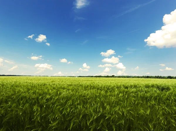 Beatiful morning green field — Stock Photo, Image