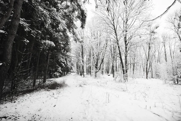 Vinterskog med snø – stockfoto