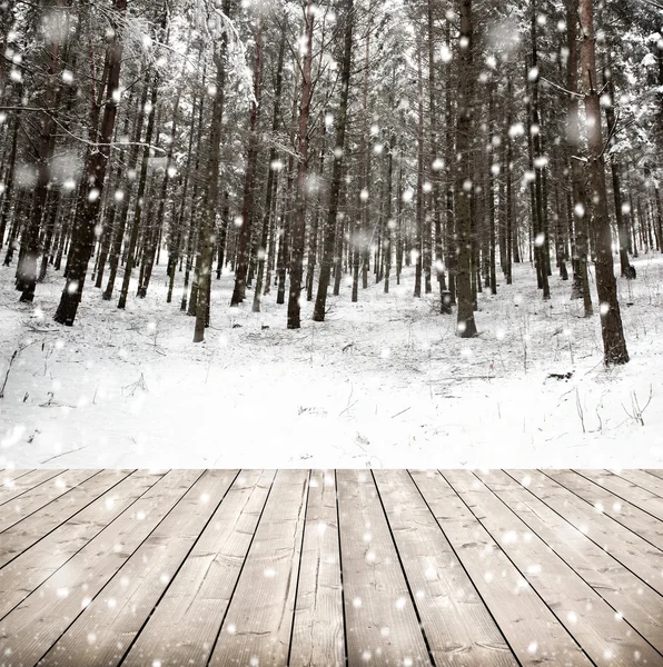 Bomen bedekt met sneeuw — Stockfoto