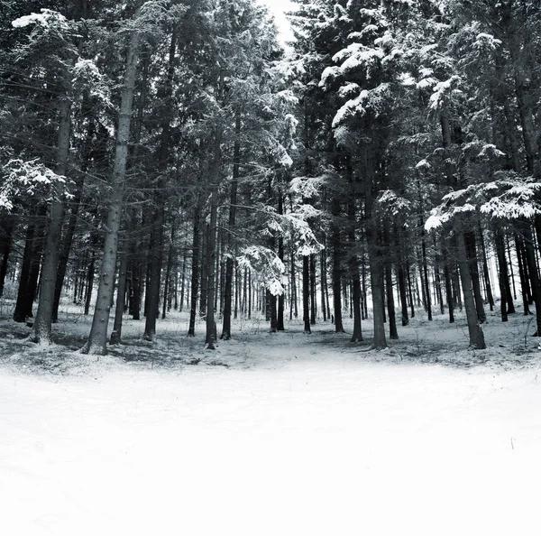 Зимовий ліс зі снігом — стокове фото