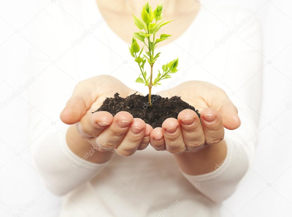 Green plant in woman hands