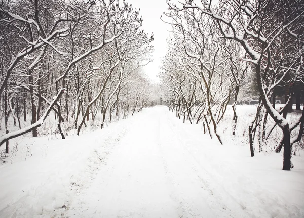 Parque de inverno com neve — Fotografia de Stock