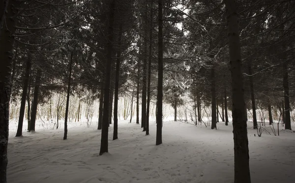 Parc d'hiver avec neige — Photo