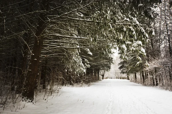 Parc d'hiver avec neige — Photo