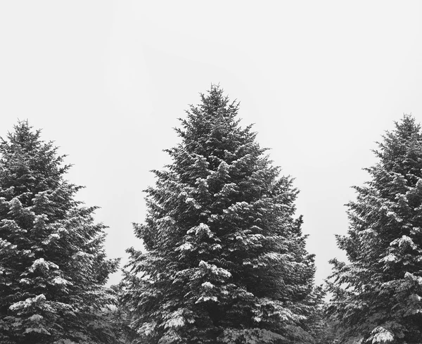 Üç çam ağaçları — Stok fotoğraf