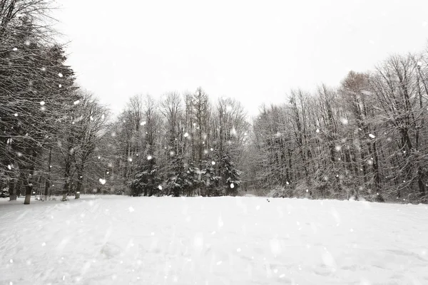 Parco invernale con neve — Foto Stock
