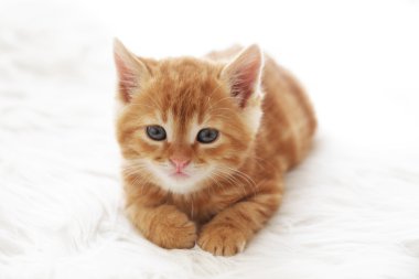 Kırmızı kedi yavrusu