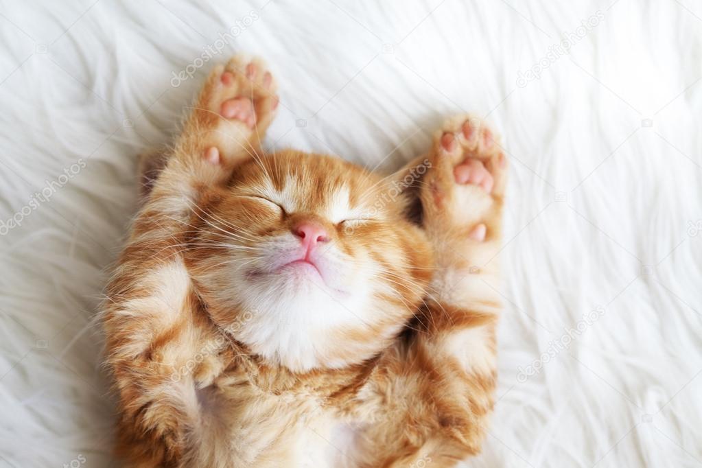 Cute little red kitten sleeps on fur white blanket