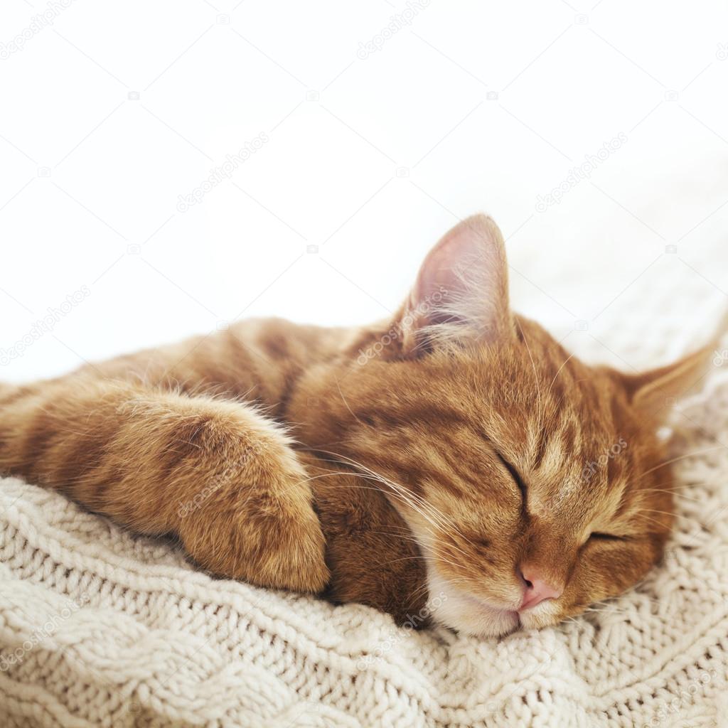 Cat sleeping