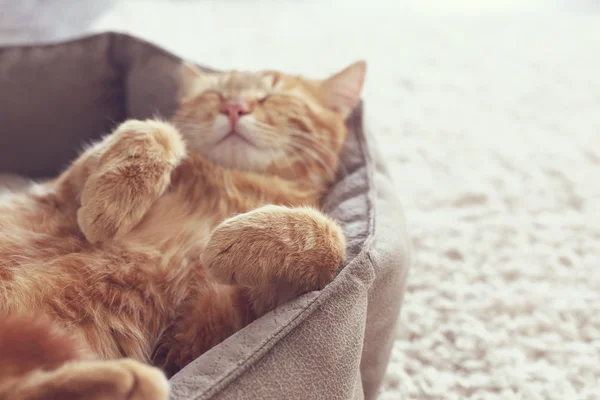 Cat sleeping — Stock Photo, Image