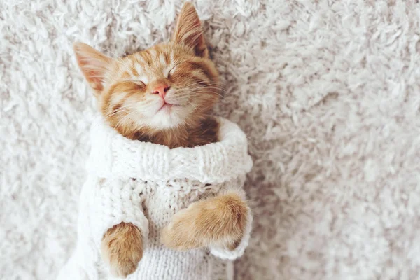 Cute cats in clothes cheap