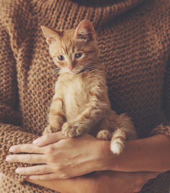 Eller üzerinde oturan kedi